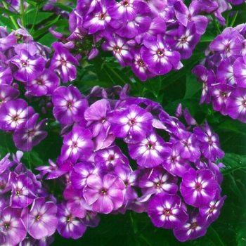 Phlox paniculata 'Laura' (Garden Phlox) - Laura Garden Phlox