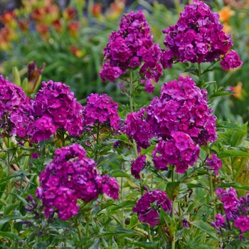 Phlox paniculata 'Nicky' (Garden Phlox) - Nicky Garden Phlox