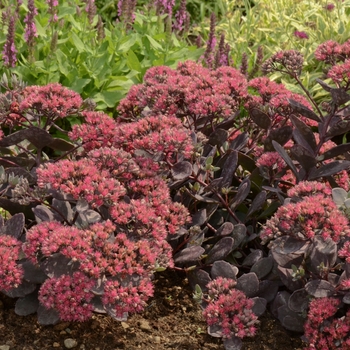 Sedum 'Dazzleberry' PP22457 (Stonecrop) - Sunsparkler® Dazzleberry