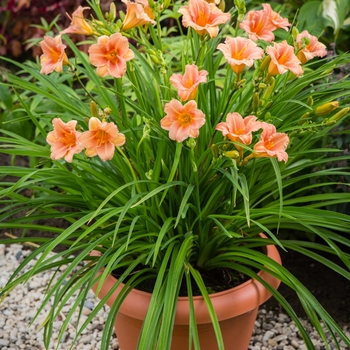 Hemerocallis 'Pink Wing' (Daylily) - EveryDaylily® Pink Wing