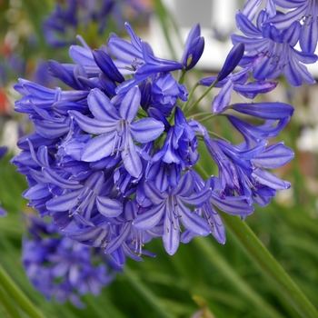 Agapanthus - 'Northern Star' African Lily