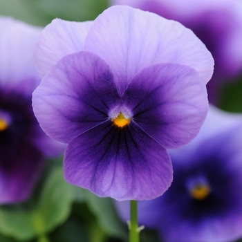 Viola cornuta (Pansy) - Sorbet® XP 'Beaconsfield'