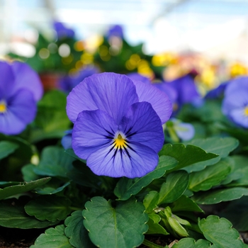 Viola cornuta (Pansy) - Sorbet® XP 'True Blue'