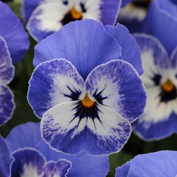 Viola cornuta - Sorbet® XP 'Delft Blue' Viola cornuta - Sorbet® XP 'Delft Blue'