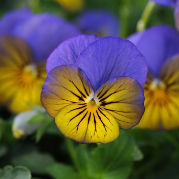 Viola cornuta - Sorbet® XP 'Morpho' Viola cornuta - Sorbet® XP 'Morpho'