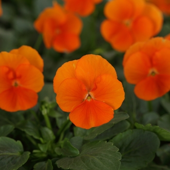 Viola cornuta (Pansy) - Sorbet® XP 'Deep Orange'
