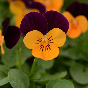 Viola cornuta (Pansy) - Sorbet® 'Orange Jump Up'