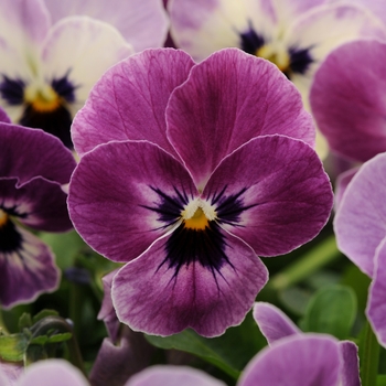 Viola cornuta - Sorbet® XP 'Raspberry' Viola cornuta - Sorbet® XP 'Raspberry'