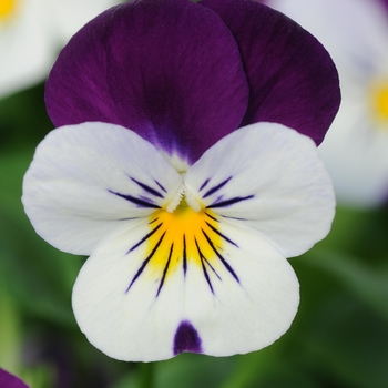 Viola cornuta - Sorbet® XP 'White Jump Up' Viola cornuta - Sorbet® XP 'White Jump Up'