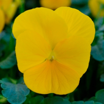 Viola cornuta - Sorbet® XP 'Yellow' Viola cornuta - Sorbet® XP 'Yellow'