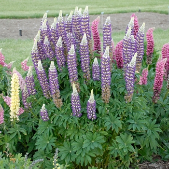 Lupinus - 'Tutti Frutti&trade; Mix' Lupine