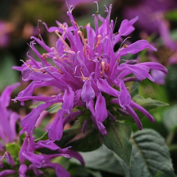 Monarda didyma (Bee Balm) - Balmy&trade; 'Lilac'