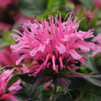 Monarda didyma (Bee Balm) - Balmy&trade; 'Pink'