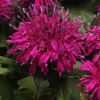 Monarda didyma (Bee Balm) - Balmy&trade; 'Purple'