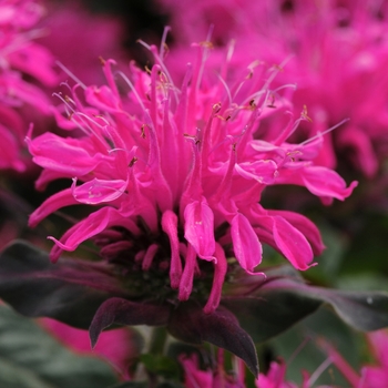 Monarda didyma (Bee Balm) - Balmy&trade; Rose