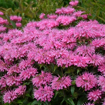 Monarda didyma 'Bubblegum Blast' (Bee Balm, Bergamot) - Sugar Buzz® Bubblegum Blast