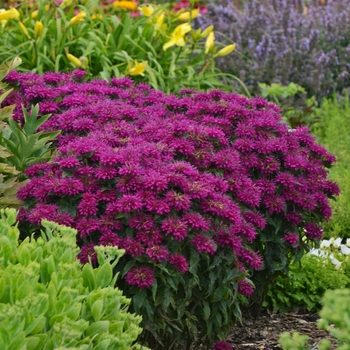 Monarda didyma 'Grape Gumball' (Bee Balm, Bergamot) - Sugar Buzz® Grape Gumball Monarda didyma 'Grape Gumball' (Bee Balm, Bergamot) - Sugar Buzz® Grape Gumball
