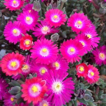 Delosperma 'Amethyst' DSAM13-1 PP27013 (Ice Plant) - Jewel of Desert Amethyst