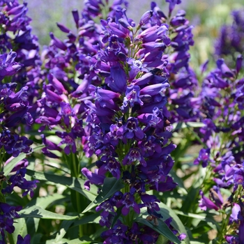 Penstemon - Rock Candy&reg; Purple