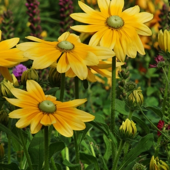 Rudbeckia hirta 'Irish Eyes' (Black-eyed Susan) - Irish Eyes Black-eyed Susan