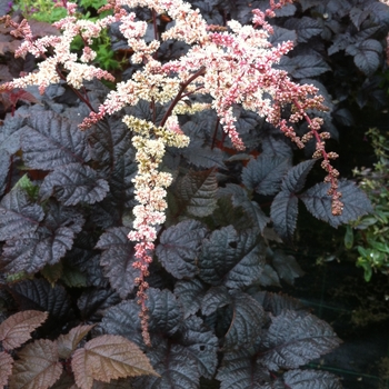 Astilbe - 'Chocolate Shogun'