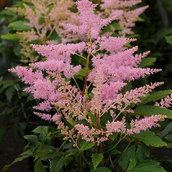 Astilbe japonica (False Spirea) - Younique&trade; Silvery Pink