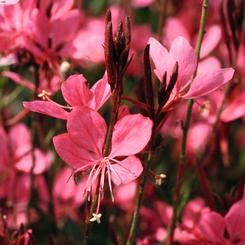 Gaura lindheimeri 'Dark Pink' KLEAU04263 CPBR2860 (Wand Flower) - Belleza® Dark Pink