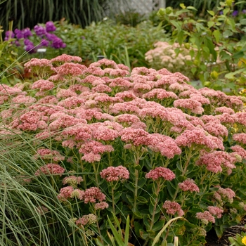 Sedum spectabile 'Autumn Fire' (Stonecrop) - Autumn Fire Stonecrop