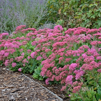 Sedum spectabile 'Carl' (Stonecrop) - Carl Stonecrop