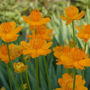 Trollius chinensis - 'Golden Queen' Globe Flower