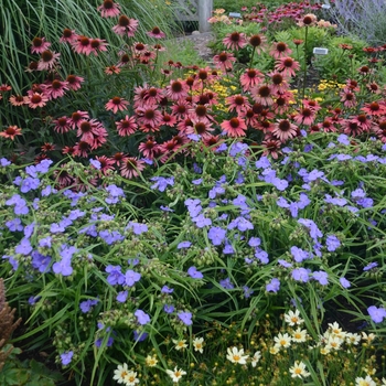 Tradescantia - 'Amethyst Kiss&trade;' Spiderwort
