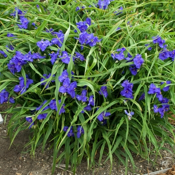 Tradescantia andersonii - 'Zwanenburg Blue' Spiderwort