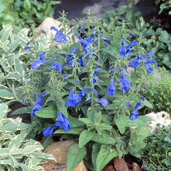 Salvia patens - 'Patio Deep Blue'