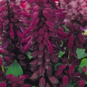 Salvia splendens - Vista&trade; 'Purple'