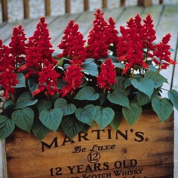 Salvia splendens (Scarlet Sage) - Vista&trade; 'Red'