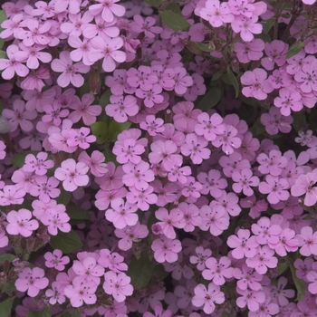 Saponaria ocymoides (Soapwort) - Soapwort