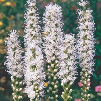 Liatris spicata 'Alba' (Gayfeather) - Alba Gayfeather