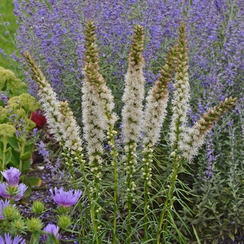 Liatris spicata 'Floristan White' (Blazing Star) - Floristan White Blazing Star