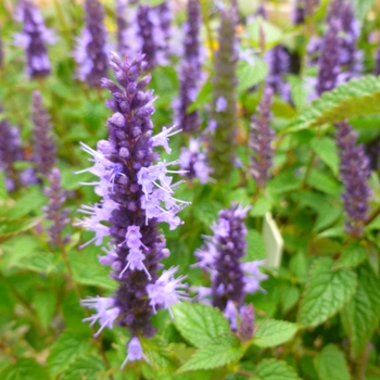 Agastache rugosa 'Little Adder' (Hummingbird Mint) - Little Adder Hummingbird Mint