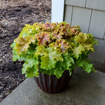 Heuchera (Coral Bells) - Dolce&reg; 'Apple Twist'