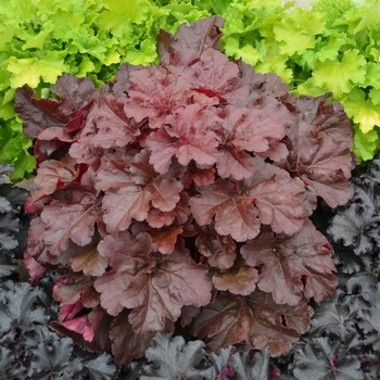 Heuchera PP31395, Can PBRAF - Primo® 'Mahogany Monster'