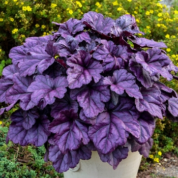 Heuchera (Coral Bells) - Dolce&reg; 'Wildberry'