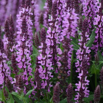 Salvia nemorosa - 'Pink Profusion' Perennial Salvia
