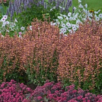 Agastache - ''Peachie Keen'' Anise Hyssop