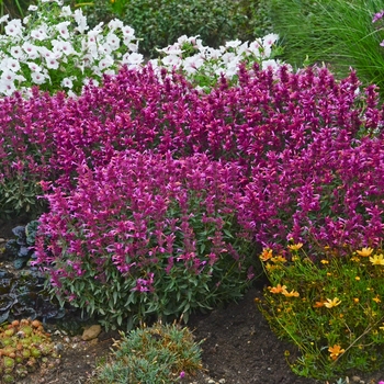 Agastache 'Rosie Posie' PP25857 (Anise Hyssop) - Rosie Posie Anise Hyssop