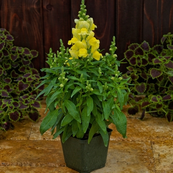 Antirrhinum (Snapdragon) - Candy Tops 'Yellow'