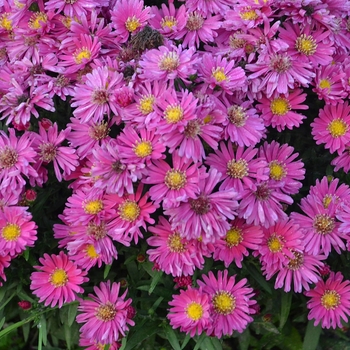 Aster - Kickin&reg; 'Carmine Red'