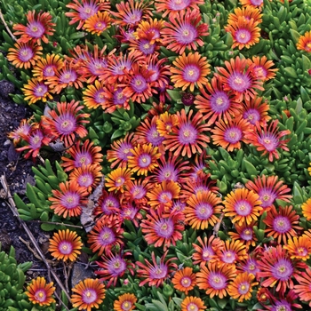 Delosperma 'Fire Spinner®' P001S (Ice Plant) - Fire Spinner® Ice Plant