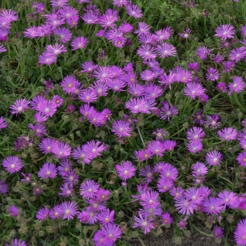 Delosperma cooperi 'John Proffitt' (Hardy Ice Plant) - Table Mountain™ John Proffitt