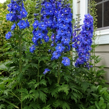 Delphinium elatum - 'Guardian Blue'
